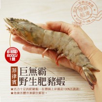 【築地一番鮮】特大－肥滋滋野生肥豬蝦(6-8尾/600g/盒)-免運組