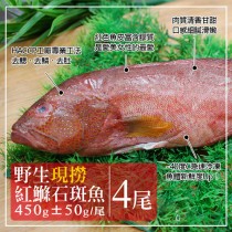【築地一番鮮】海底紅金-峇里島-野生紅鰷石斑魚4條(450g/條)免運