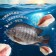 【築地一番鮮 】 特大-無CO外銷生食鯛魚清肉片8片(150-200g/片)免運